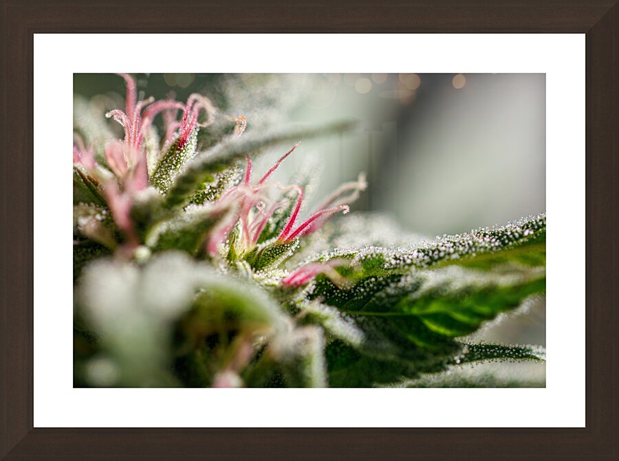 Crystal Coated:Trichomes Close-Up Picture Frame Printing