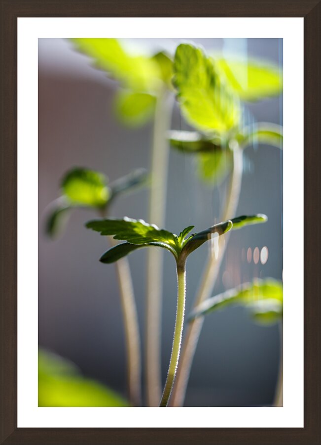 Light and Shadow Play Picture Frame Printing