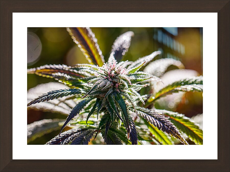 Morning Dew  Picture Frame Printing