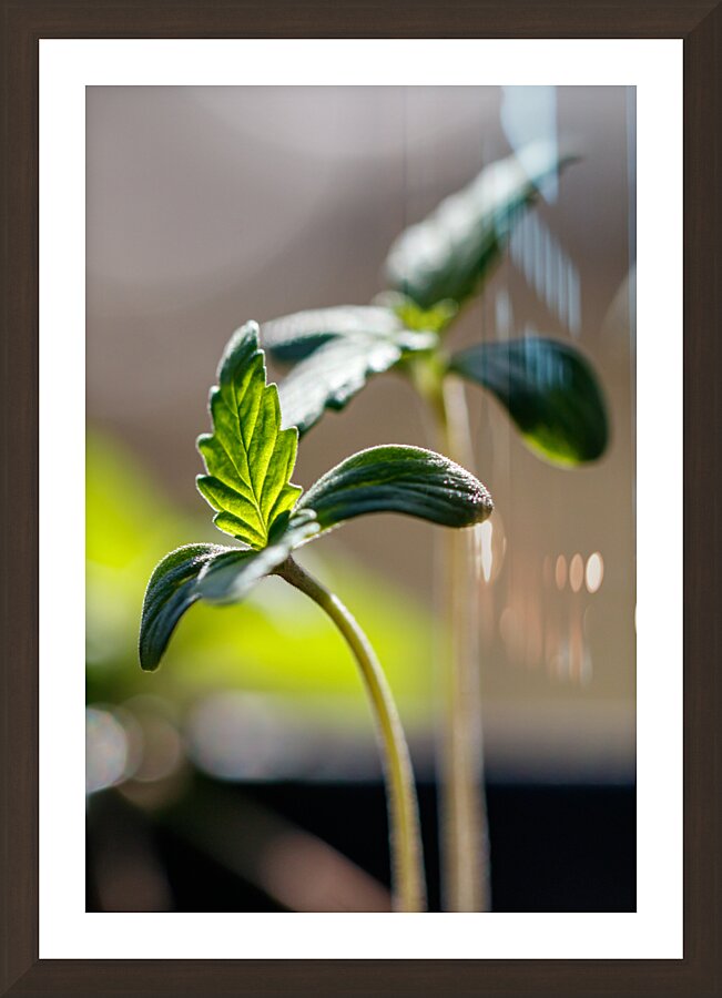 Sprouting Splendor: Early Growth Picture Frame Printing