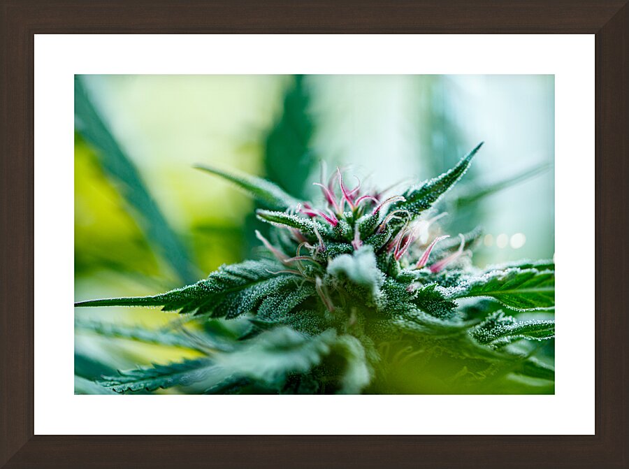 Botanical Symphony Picture Frame Printing