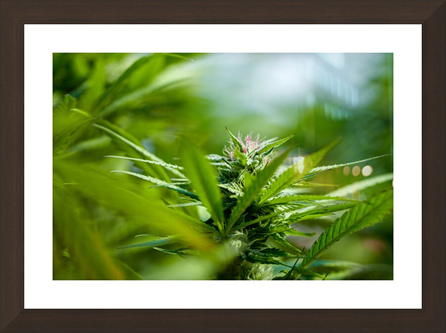 Ethereal Foliage Picture Frame Printing