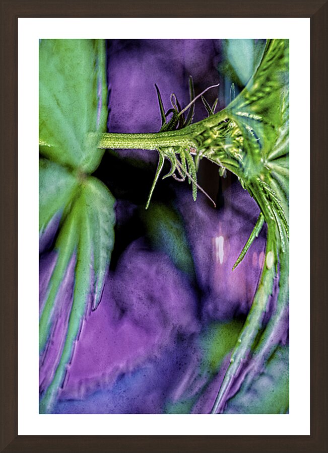 Young Female Marijuana  Flower Picture Frame Printing