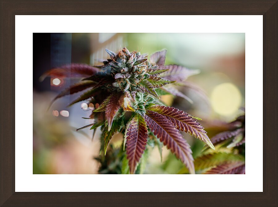 Crimson Canopy:  Picture Frame Printing