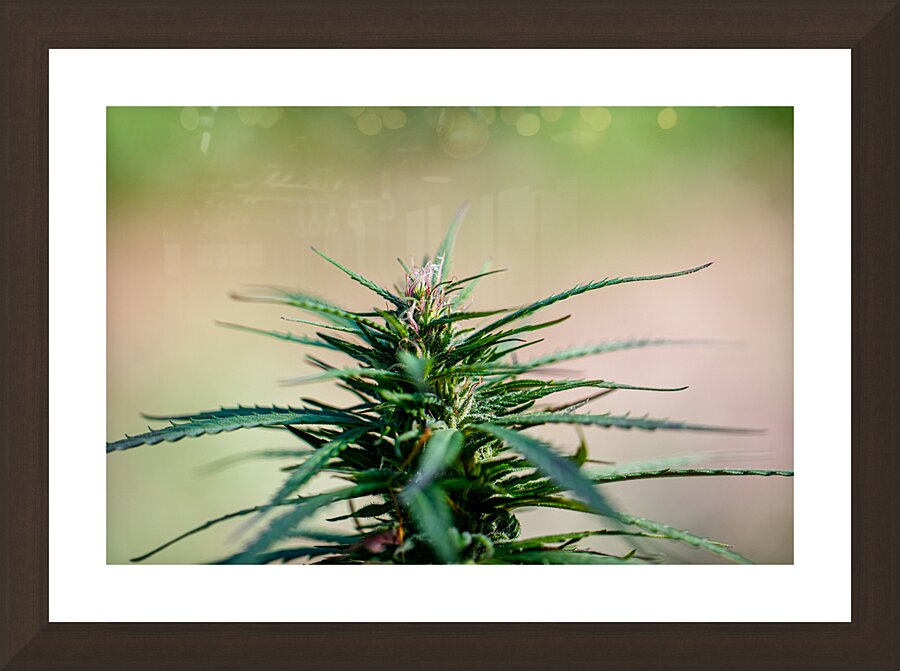 Botanical Elegance Picture Frame Printing