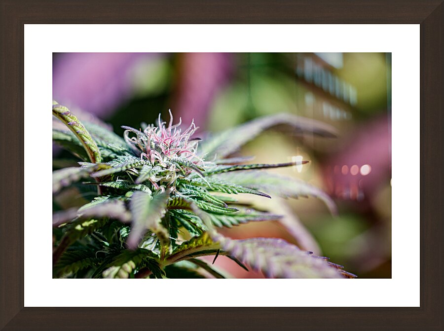 Pretty in Pink & Green Picture Frame Printing