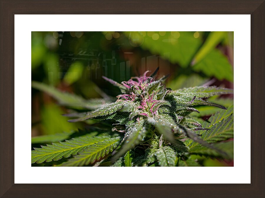 Glittering Cannabis Picture Frame Printing