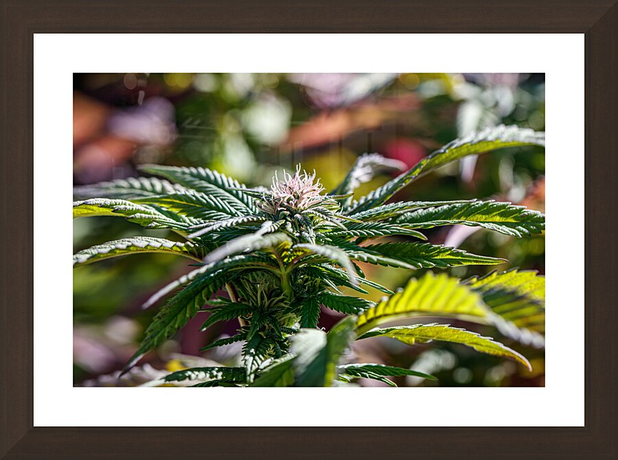 Pale crown Picture Frame Printing