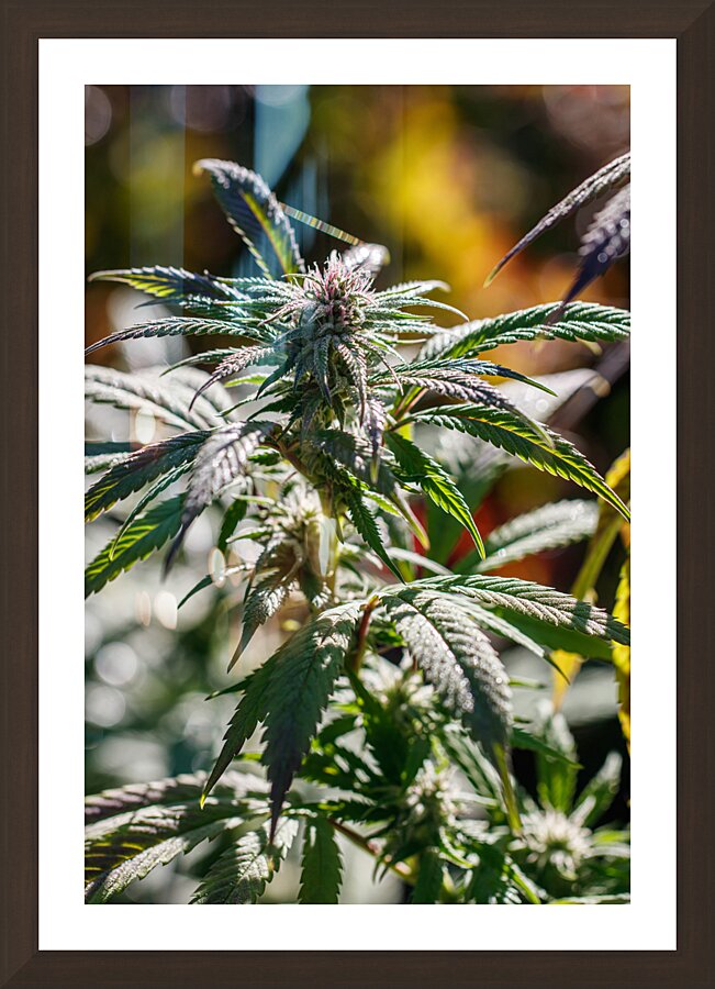 Vertical Portrait  Picture Frame Printing