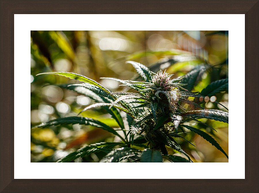 Early Autumn Dew Picture Frame Printing