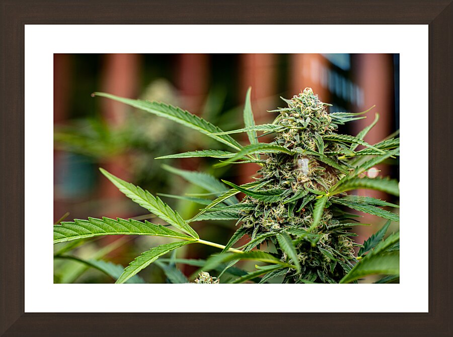BC outdoor bud Picture Frame Printing