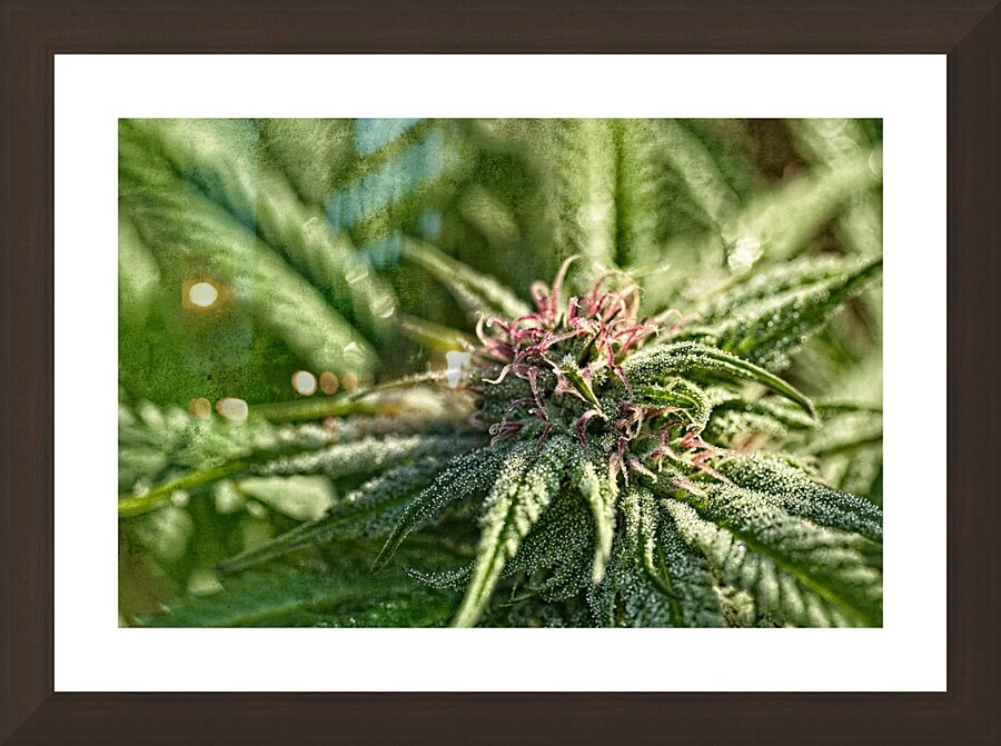 Resinous Cannabis flower Picture Frame Printing