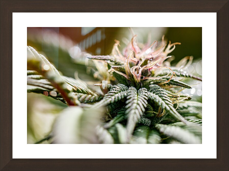 C@nn@ abstraction Picture Frame Printing