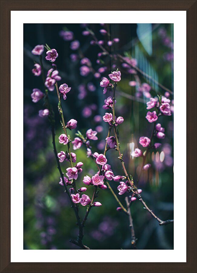 Serenity in Bloom: Meditations Among Peach Blossoms Picture Frame Printing
