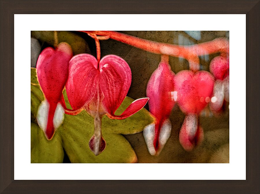Bleeding Hearts  Picture Frame Printing