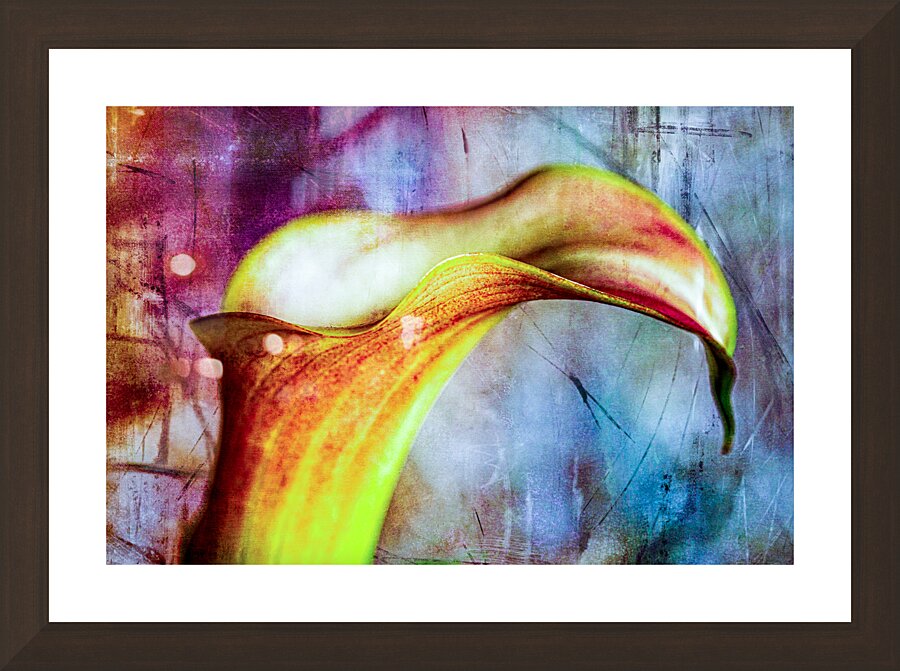 Yellow Calla Lilly Picture Frame Printing