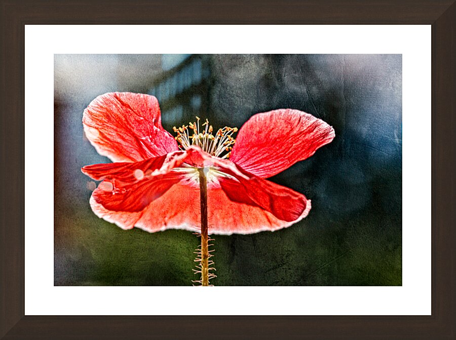 Painterly Poppy Picture Frame Printing