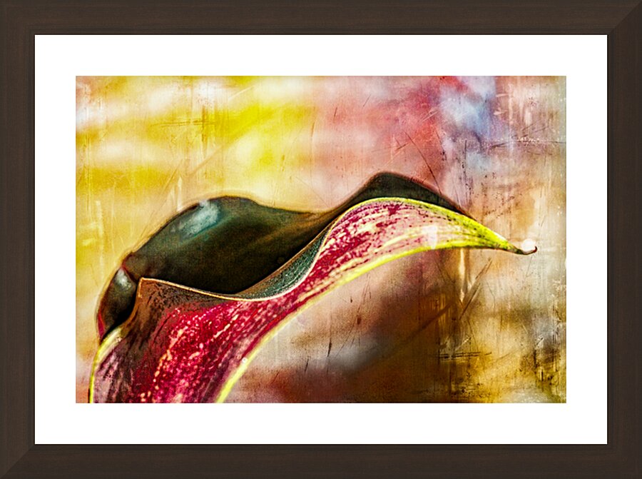 Black Calla Lilly  Picture Frame Printing