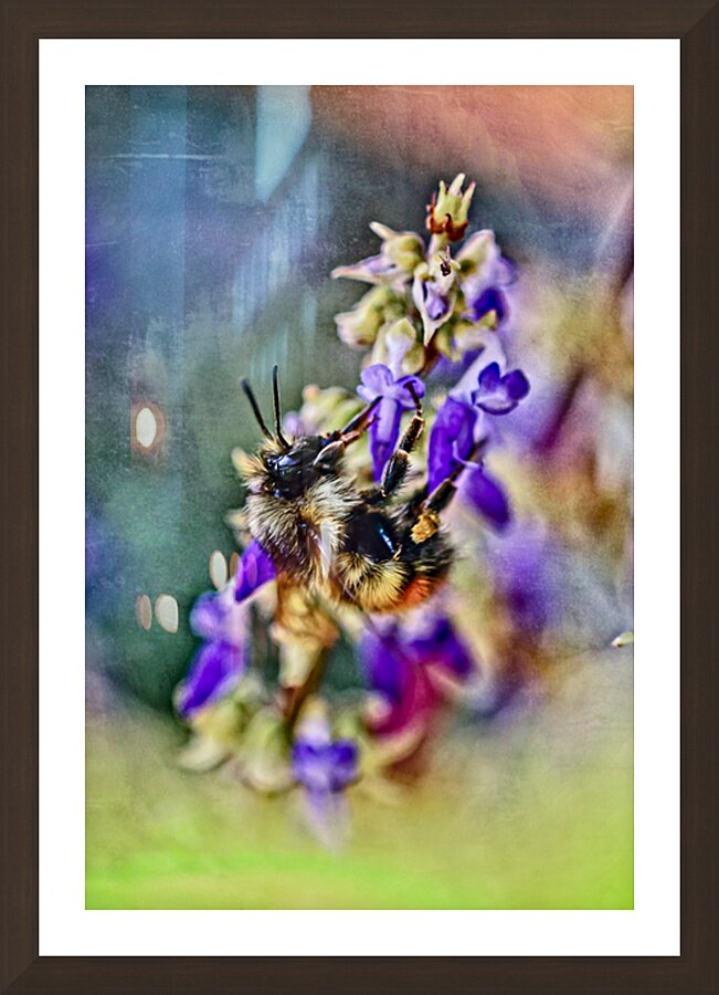Bee on Coleus Flower Picture Frame Printing