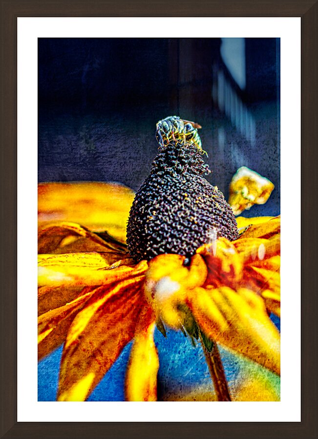 Golden Harvest: : Bee on Black Eyed Susan Flower Picture Frame Printing