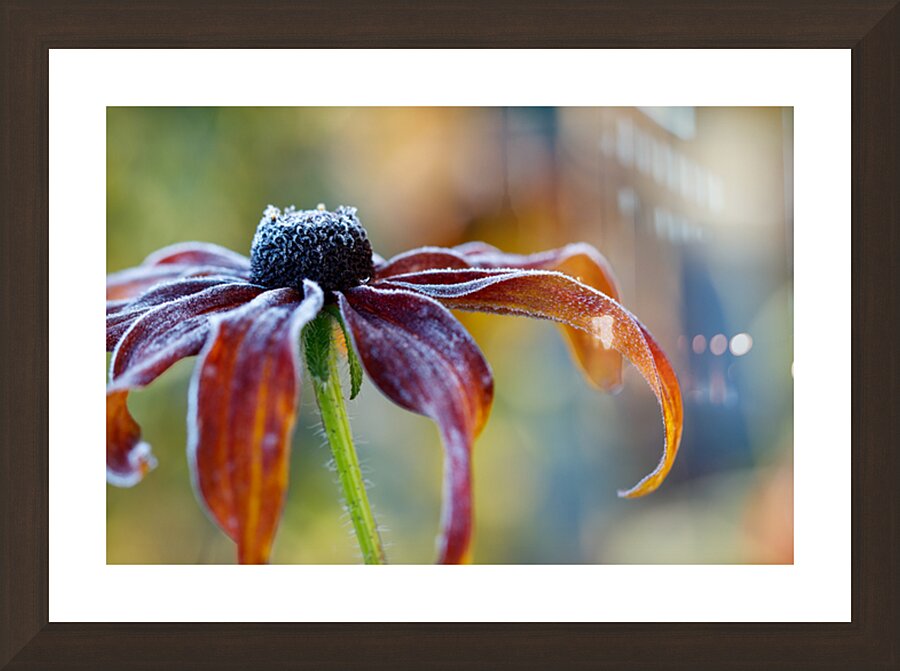 Frosted Flower print Picture Frame Printing