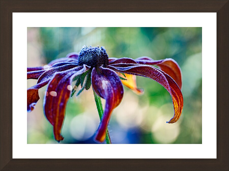 Frosted Black Eyed Susan Picture Frame Printing