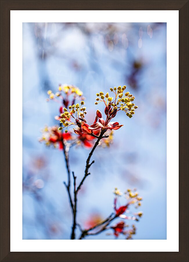 Red maple tree in full bloom Picture Frame Printing