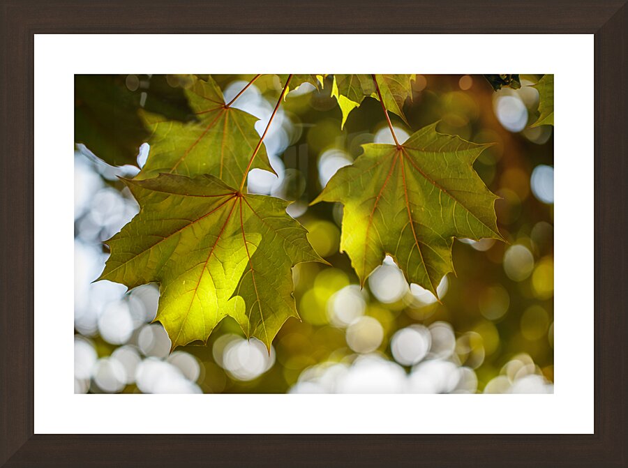 Maple leaves & Bokeh Picture Frame Printing