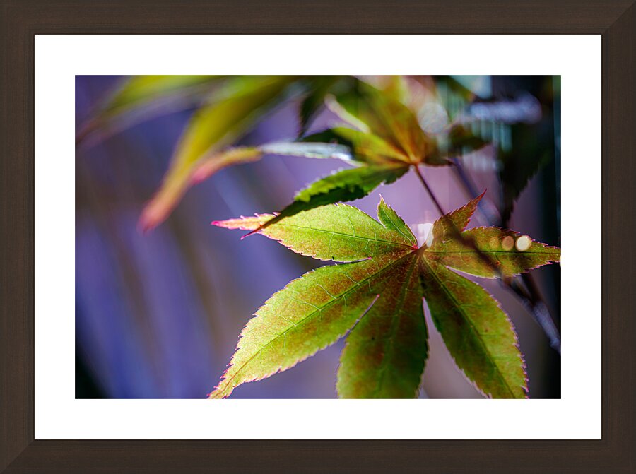 Color transitions 2 Picture Frame Printing
