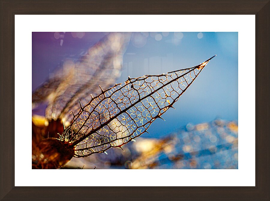 Flower petal reduced to its minimal form Picture Frame Printing