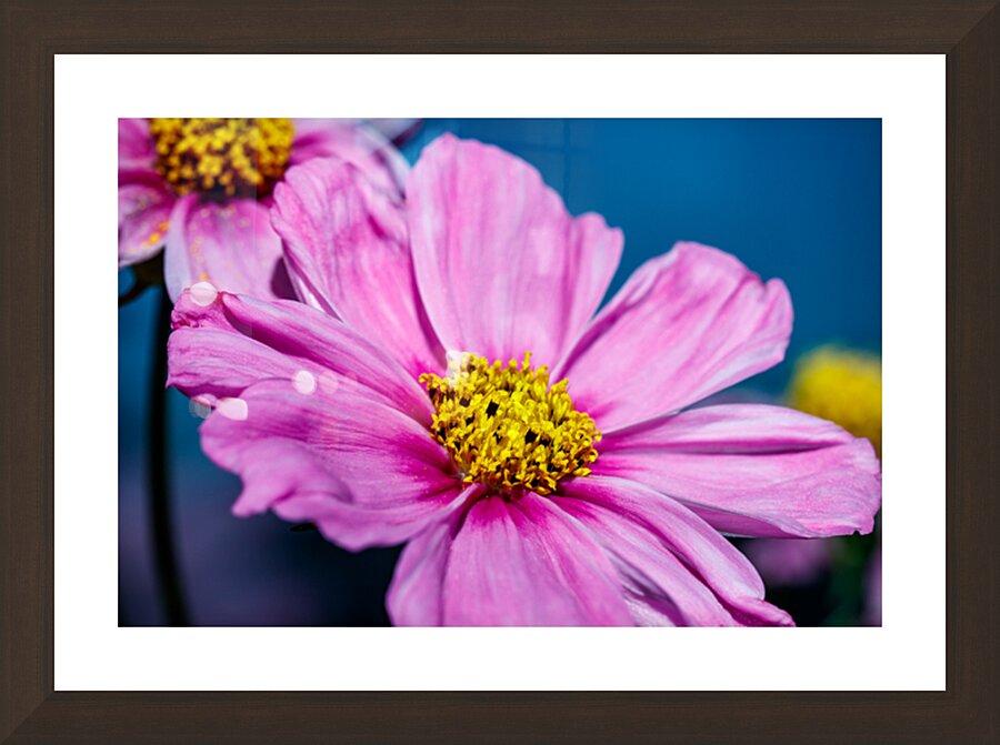 Sunlit cosmos  Picture Frame Printing