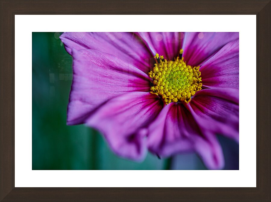Cosmos off center Picture Frame Printing
