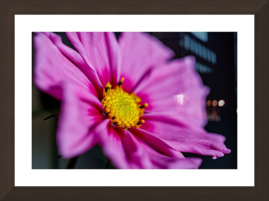 Pink Cosmos  Cadre photo