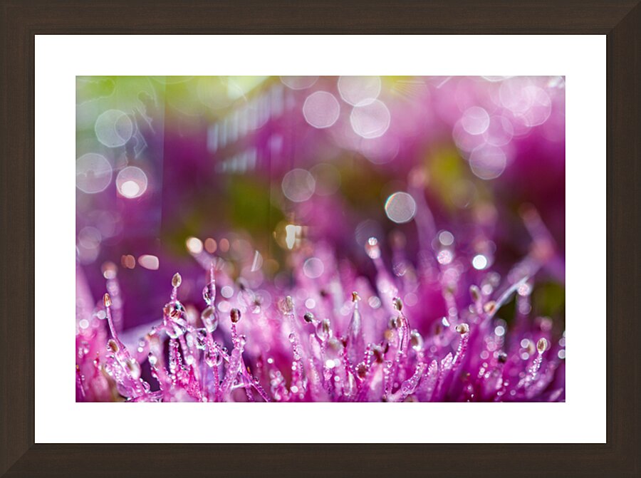 Pink succulent flowers Picture Frame Printing
