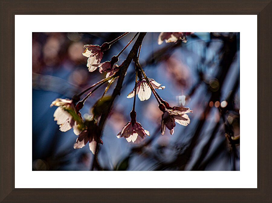 Glowing pink petals Picture Frame Printing