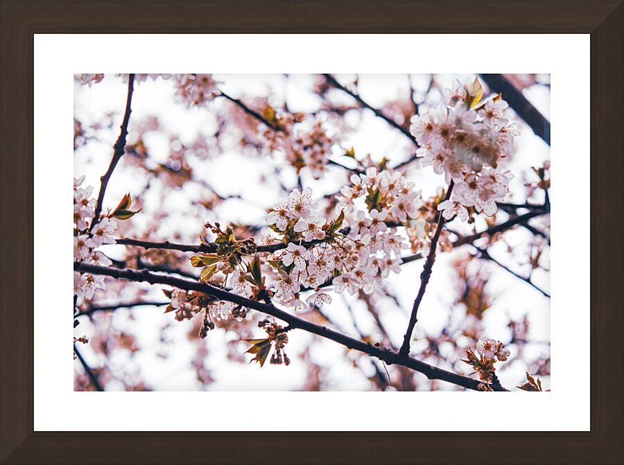 delicate pink blossoms Picture Frame Printing