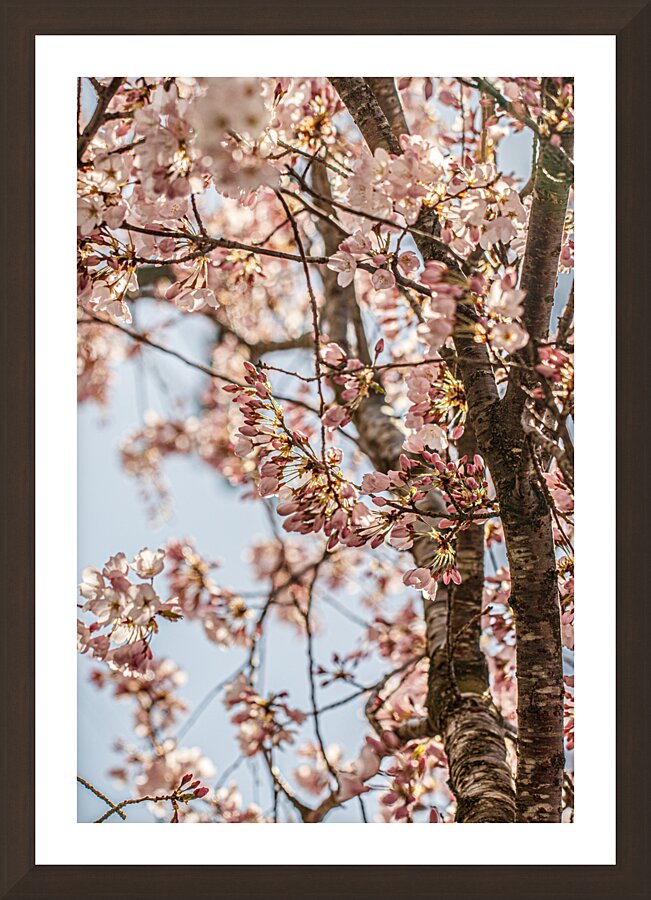 Pretty in Pink blossoms Picture Frame Printing