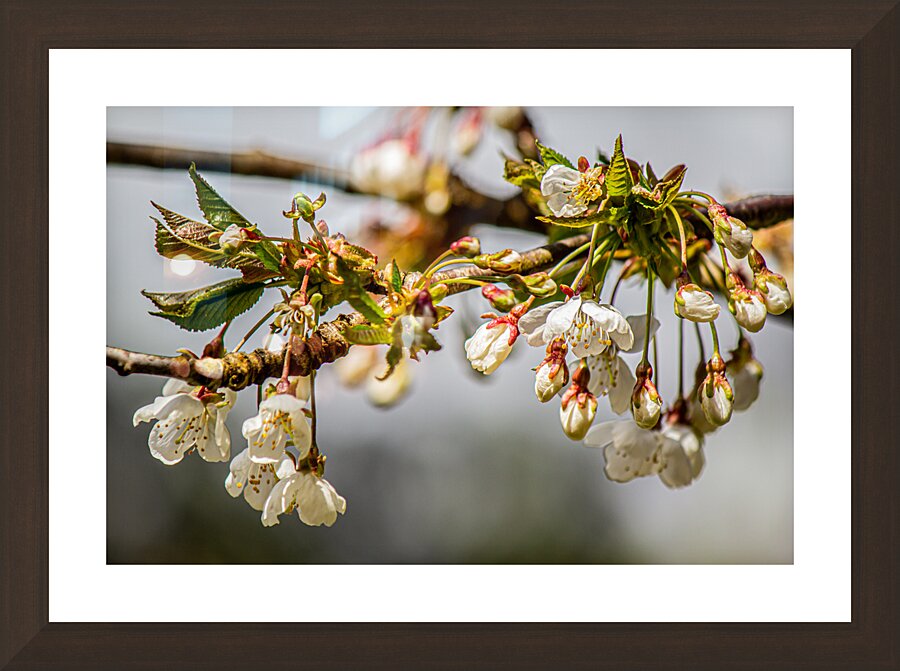 Sun drenched Spring blossoms Picture Frame Printing