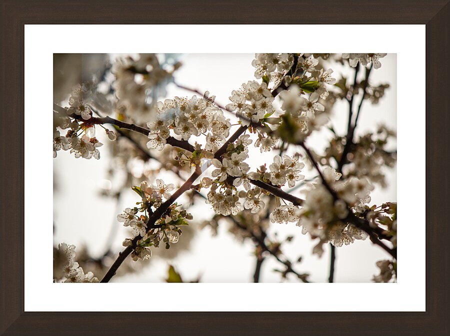 pale cherry tree blossoms Picture Frame Printing