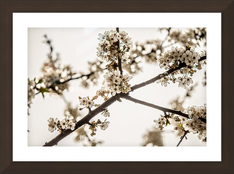 Glowing white spring blossoms  Picture Frame Printing