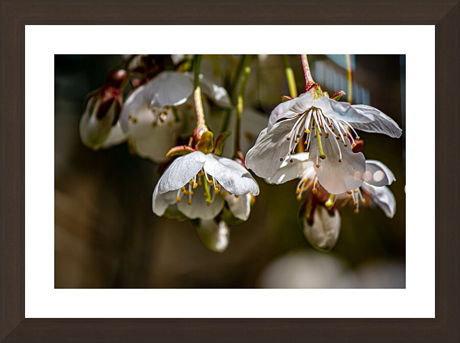 Delightful Cherry Blossoms Picture Frame Printing