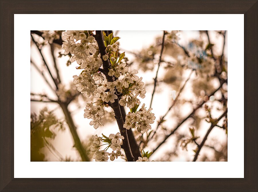 Antiqued Cherry Blossoms  Picture Frame Printing