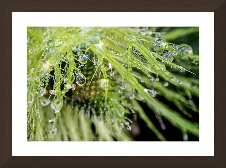 Dew on Blue Thistle Picture Frame Printing