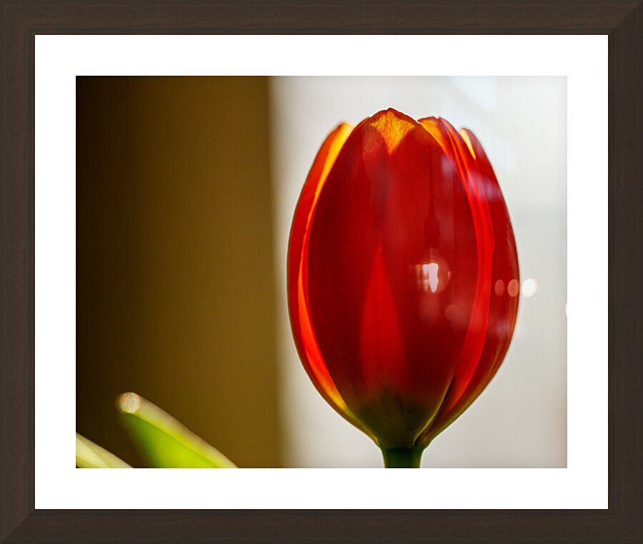 Spring Tulip print Picture Frame Printing