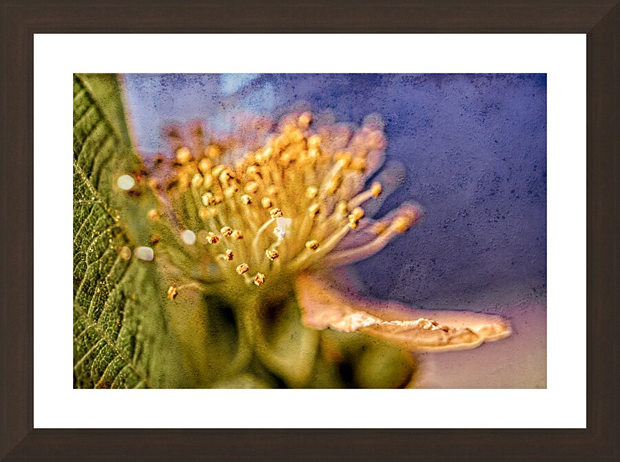 Black Berry Blossom Picture Frame Printing