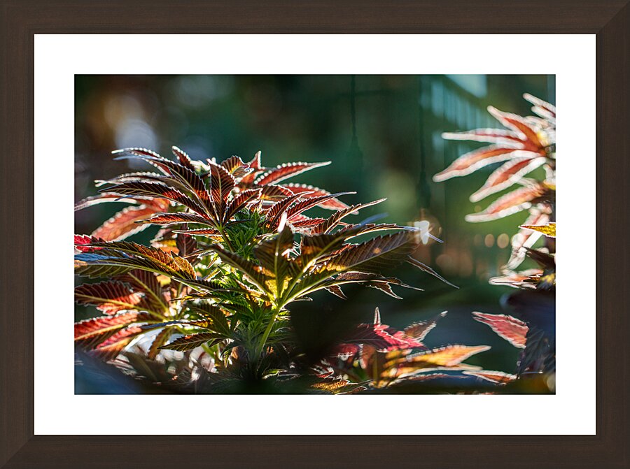 Crimson dreams Picture Frame Printing