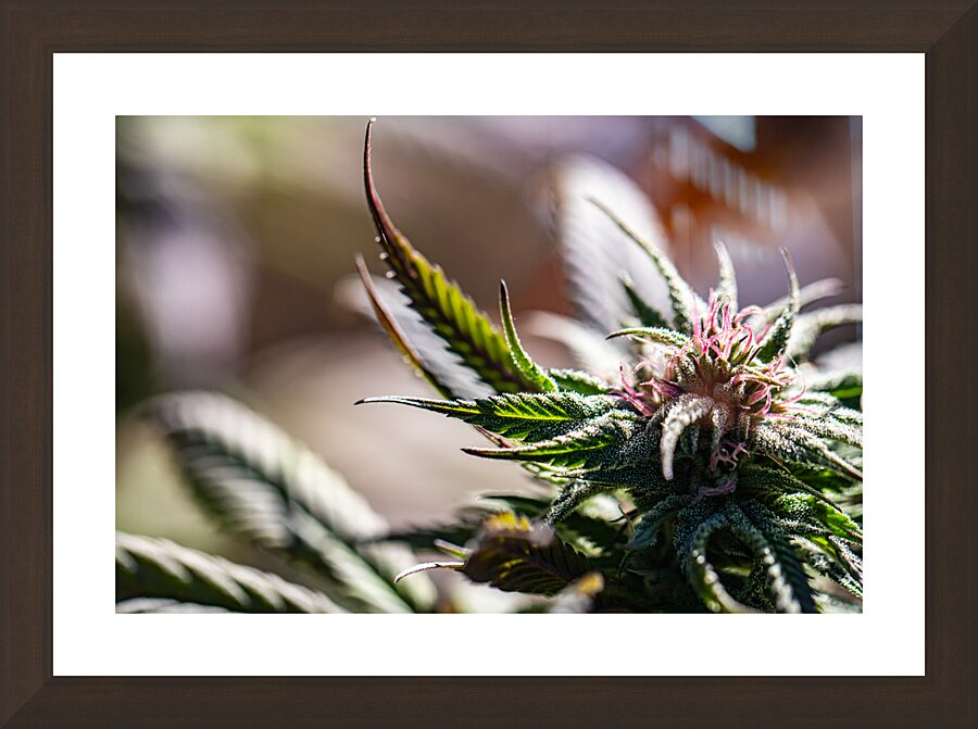 Emerald Whispers Picture Frame Printing