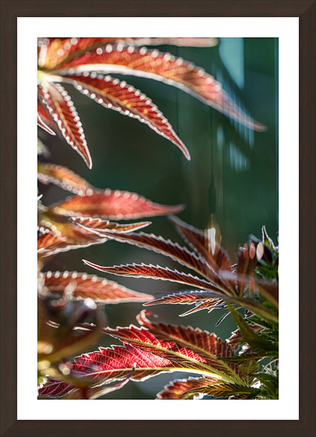Ruby red fans Picture Frame Printing