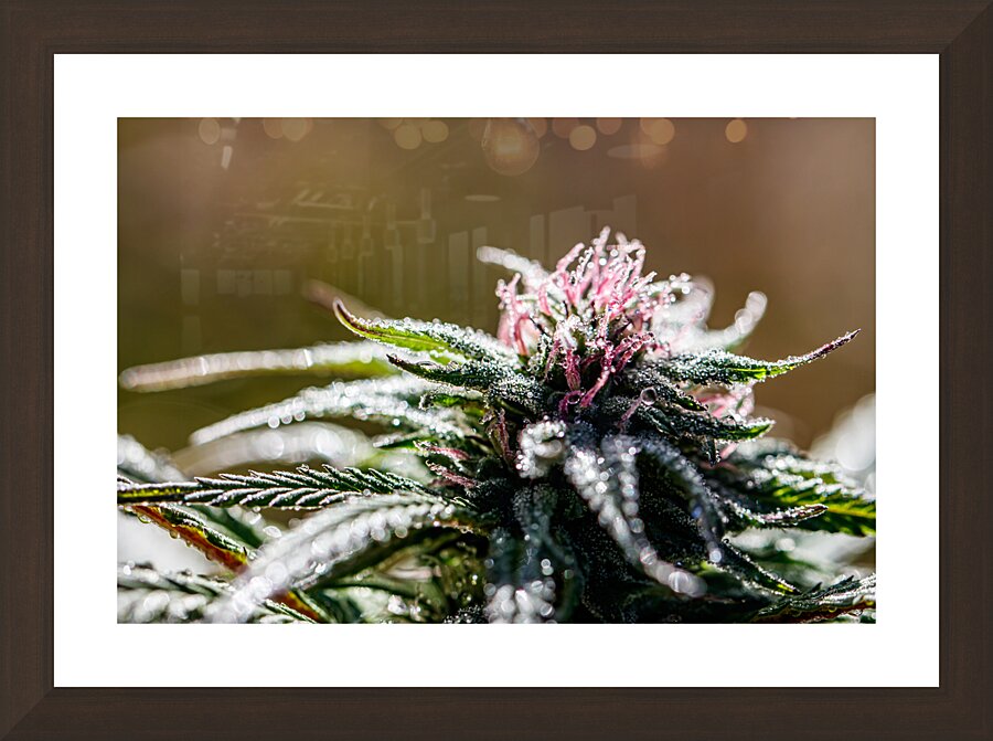Dewdrop Delight Picture Frame Printing