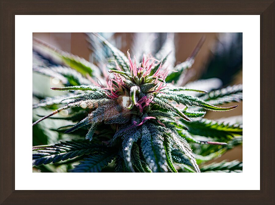 Cannabis in Bloom:  Picture Frame Printing